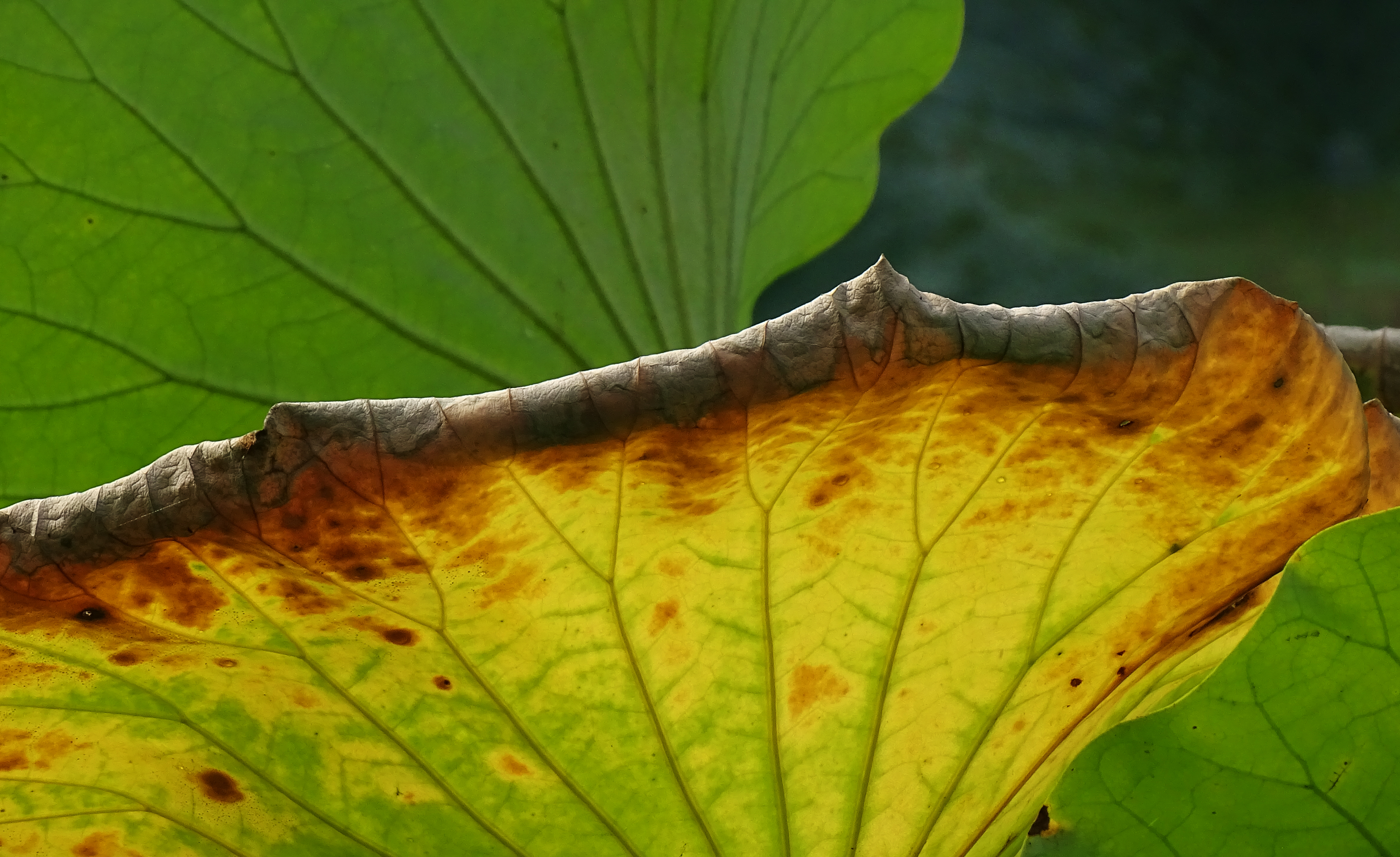 索尼dsc-hx400拍飞机效果,索尼dsc-hx400照片调色