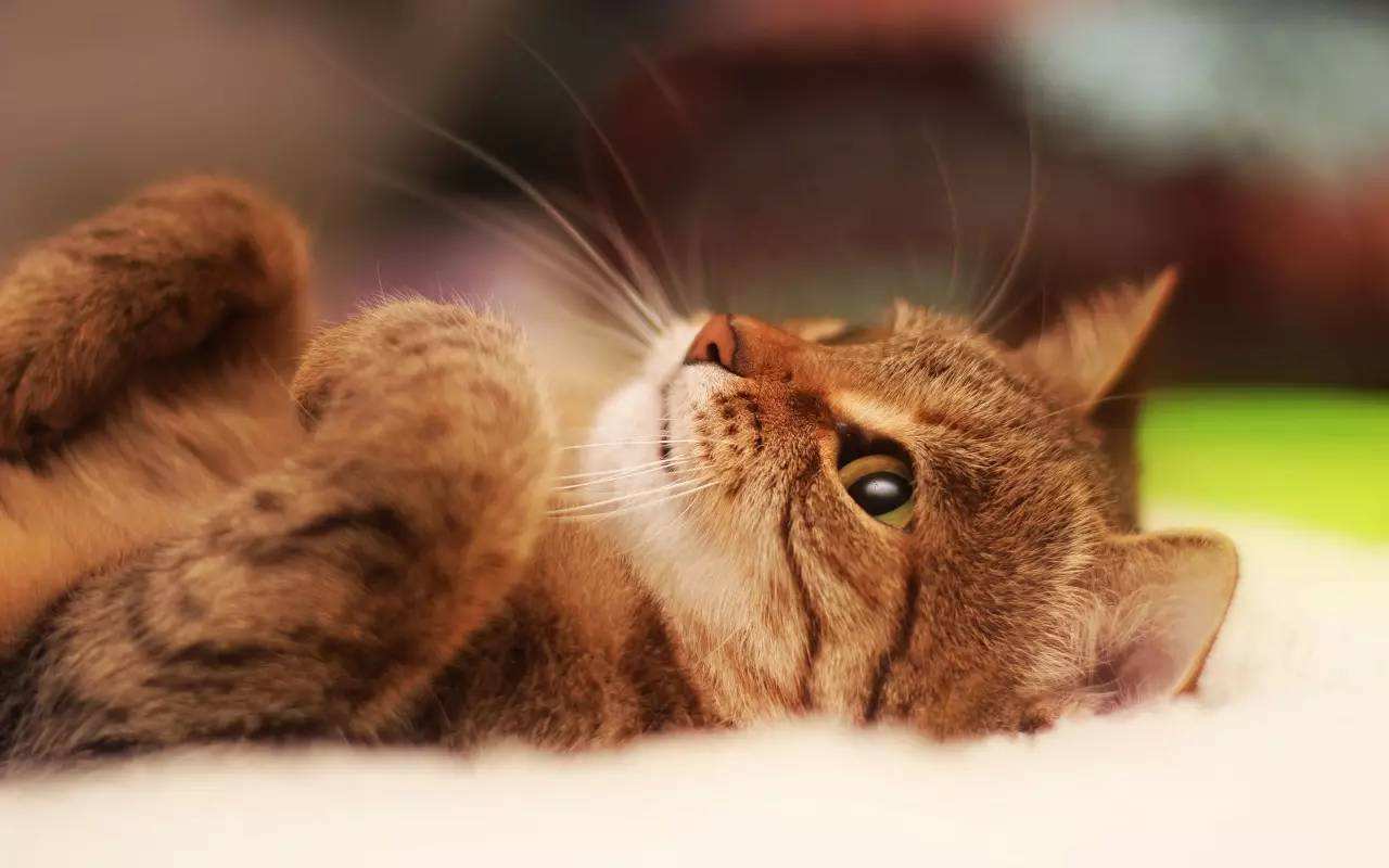 猫奴如何省钱,养只猫的一个月开销有多大