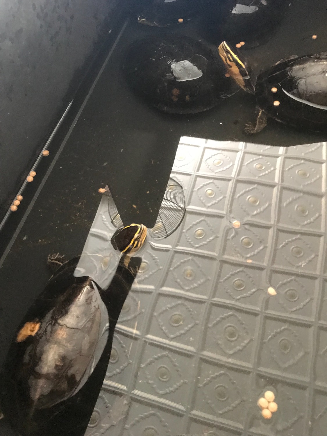 龟池多蚊虫放什么药好,龟缸夏天怎么防止有蚊子