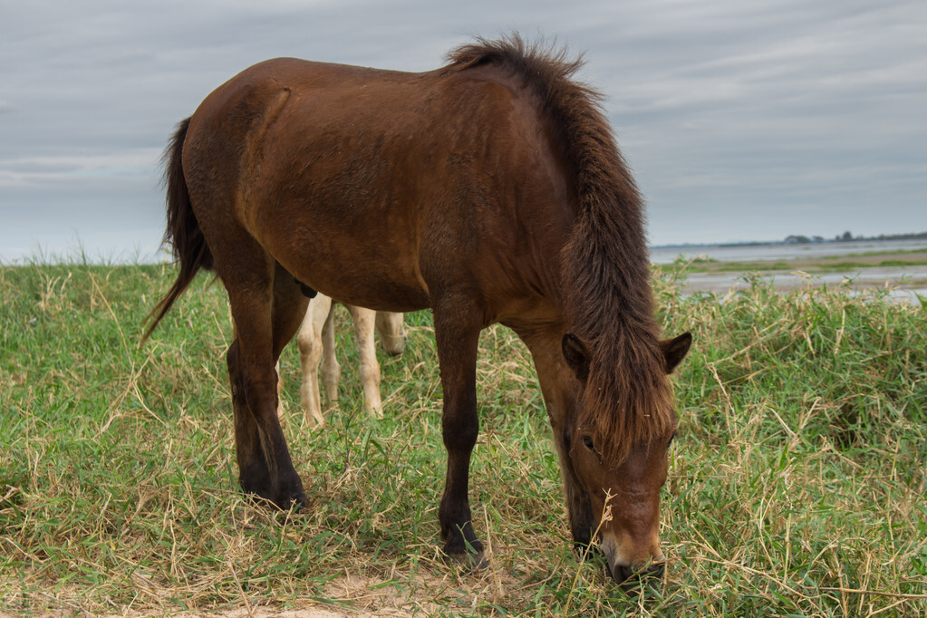 农村为什么都养驴不养马,农村为什么基本养驴而不养马