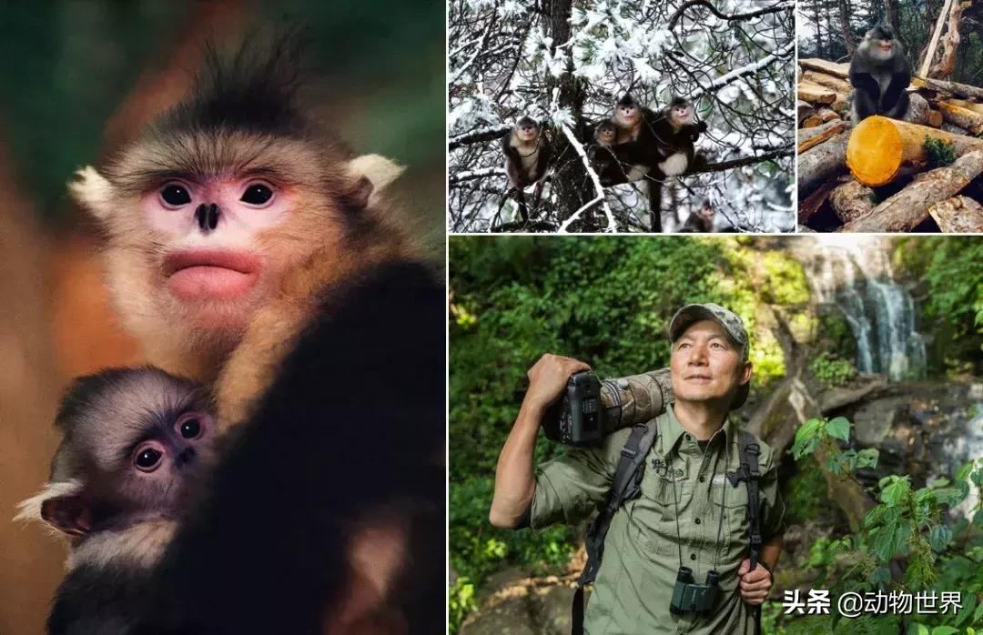 云南滇金丝猴主要栖息地为,中国濒临的动物金丝猴