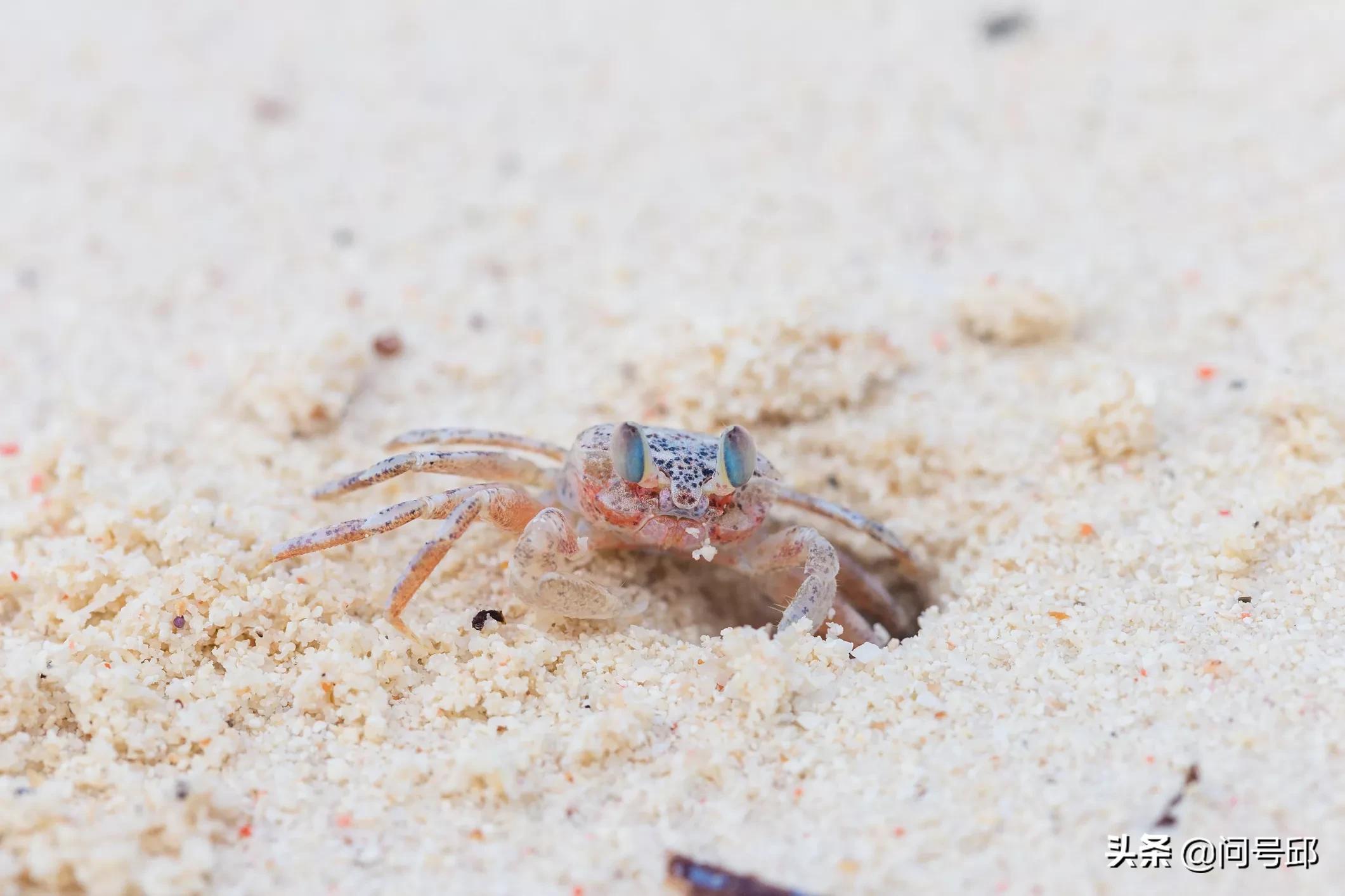 100只很奇怪的螃蟹,很多奇怪螃蟹