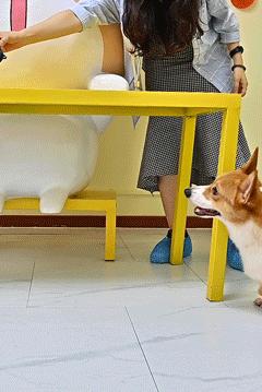 吸屁屁，短腿大耳肉嘟嘟，这家店进去就出不来了…