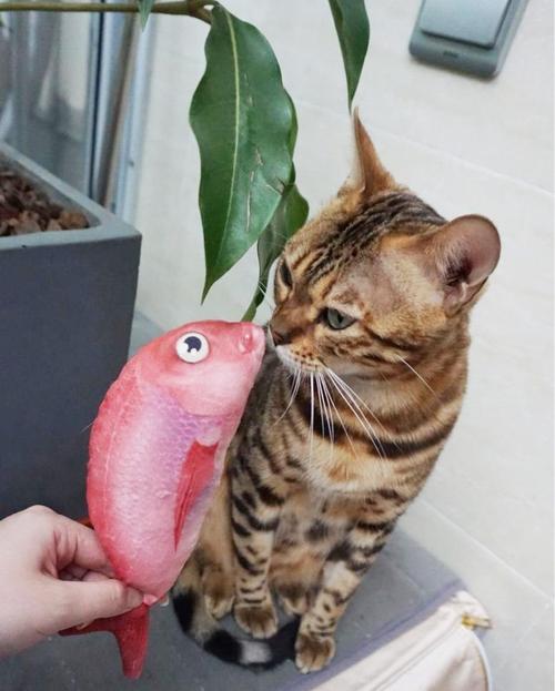为什么猫怕水却爱吃鱼呢,猫怕水但是为什么爱吃鱼