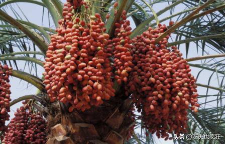 迪拜土豪最喜欢的3种水果,此果被誉为长寿果