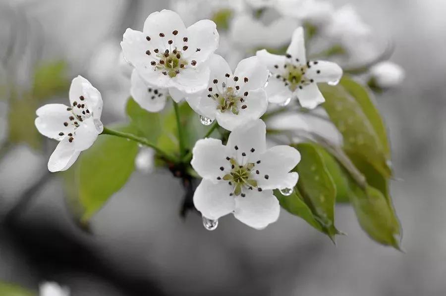 雨打梨花深闭门解析,雨打梨花深闭门忘了青春误了青春