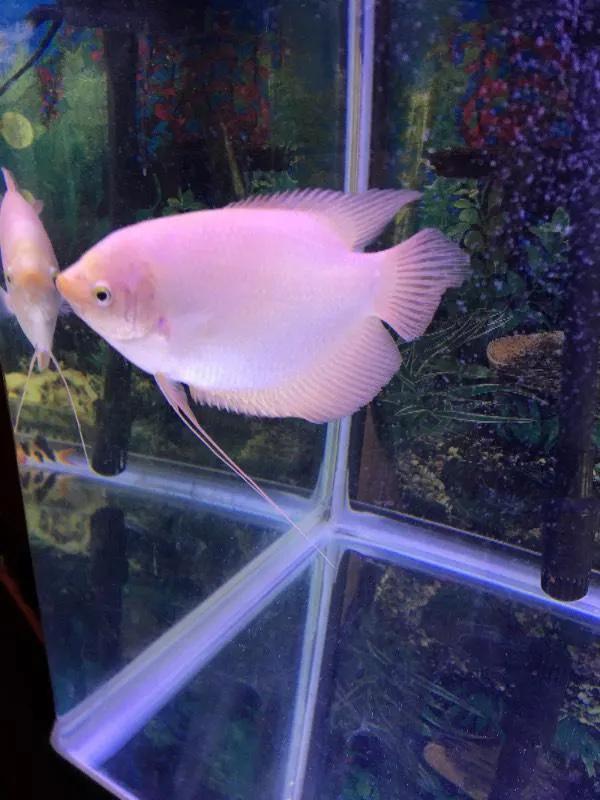 澶т笣瓒抽矆鍜屾嫑璐㈤奔,涓濊冻椴堟嫑璐㈤奔