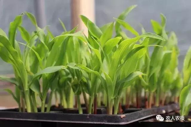 玉米苗期病虫害防治方法,玉米苗期虫害有哪些