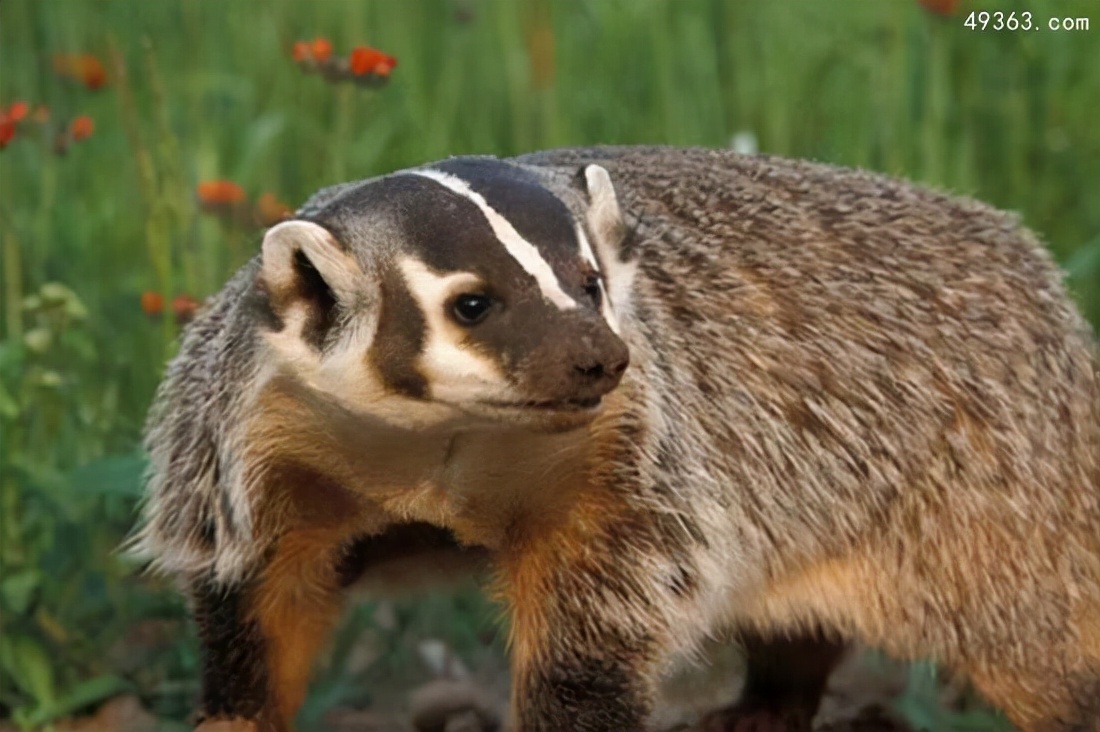 平头哥蜜獾哪个国家让养,为什么蜜獾被称为平头哥