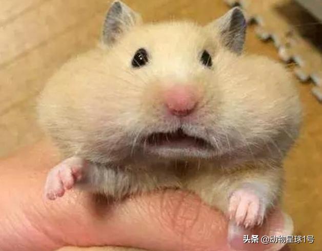 仓鼠的颊囊能塞下多大的东西,仓鼠的颊囊里能藏多少东西