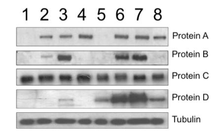 解密论文造假重灾区，ElisabethBik博士亲授WB实验技巧
