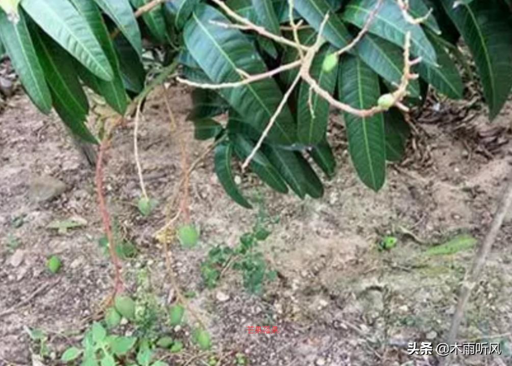 芒果种植生虫,芒果种植问题及解决方法