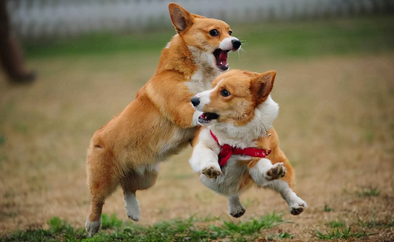 让狗狗伤心的8件事,对狗狗做哪7件事狗狗会更加高兴