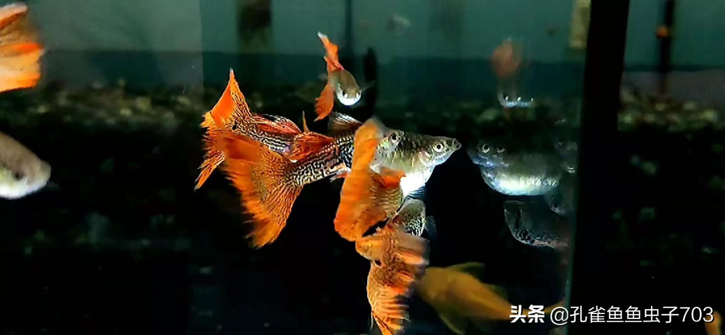 孔雀鱼都是怎么交配的？