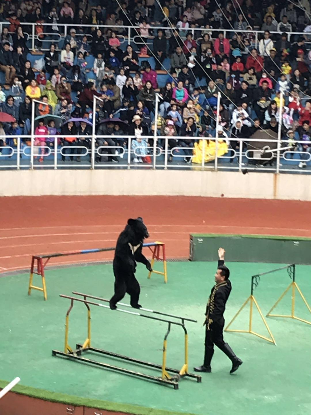 上海野生动物园太阳广场节目安排,上海野生动物园建议游玩时间
