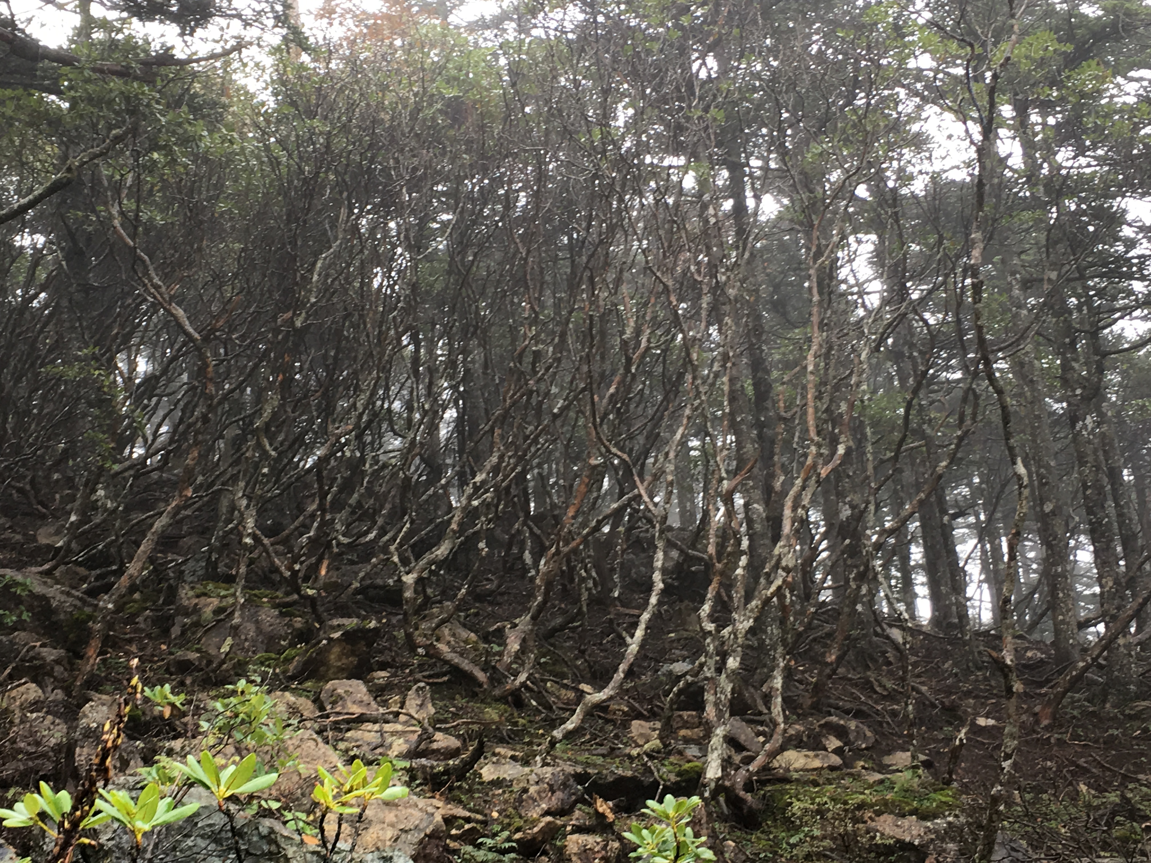 雨中神农架探秘之旅｜国庆节武汉至神农架自驾游攻略分享