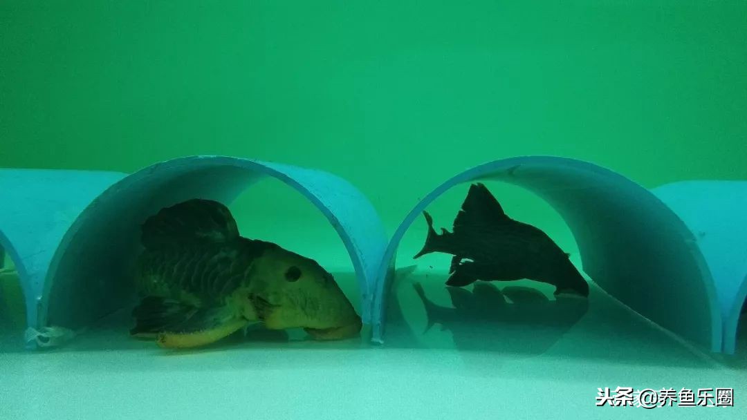 这位土豪家的渔场,光滤材就花了500多万,你确定不要见识一下?