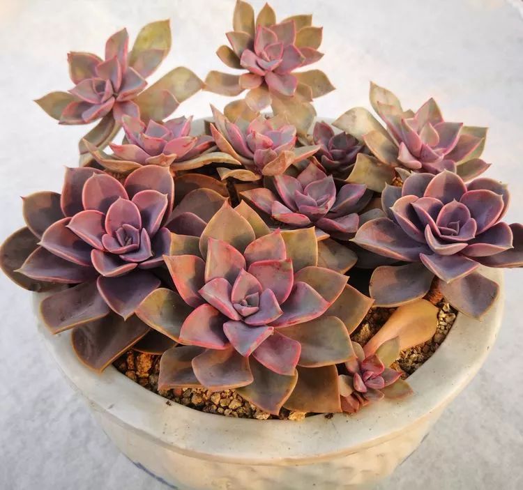 最美的20种多肉,15种最美的多肉