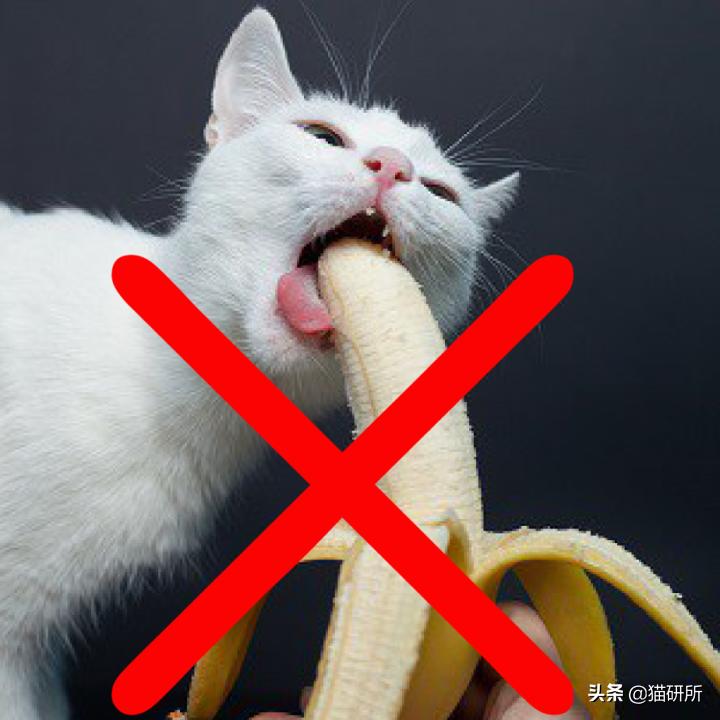 猫属于肉食动物一般不吃什么,猫咪是肉食动物为什么也吃饼干