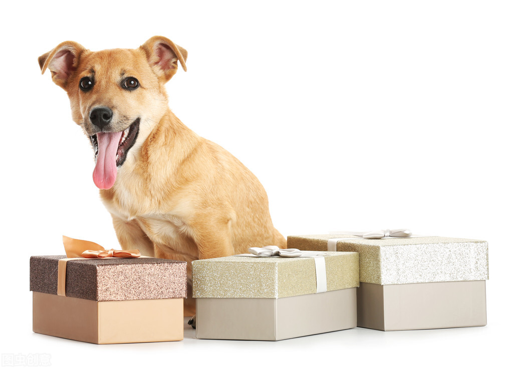 新手养狗怎样训练狗狗上厕所,幼犬如何训练狗狗定点大小便