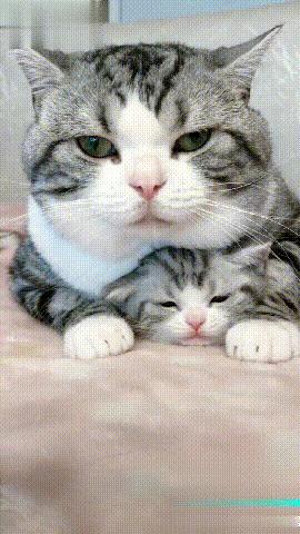猫咪界的父亲带娃系列！为了让娃不哭，猫爸爸竟让小猫吸自己的奶