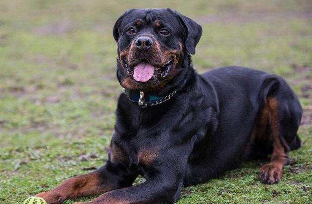 罗威纳三四个月为啥很怂,罗威纳的性格适不适合养