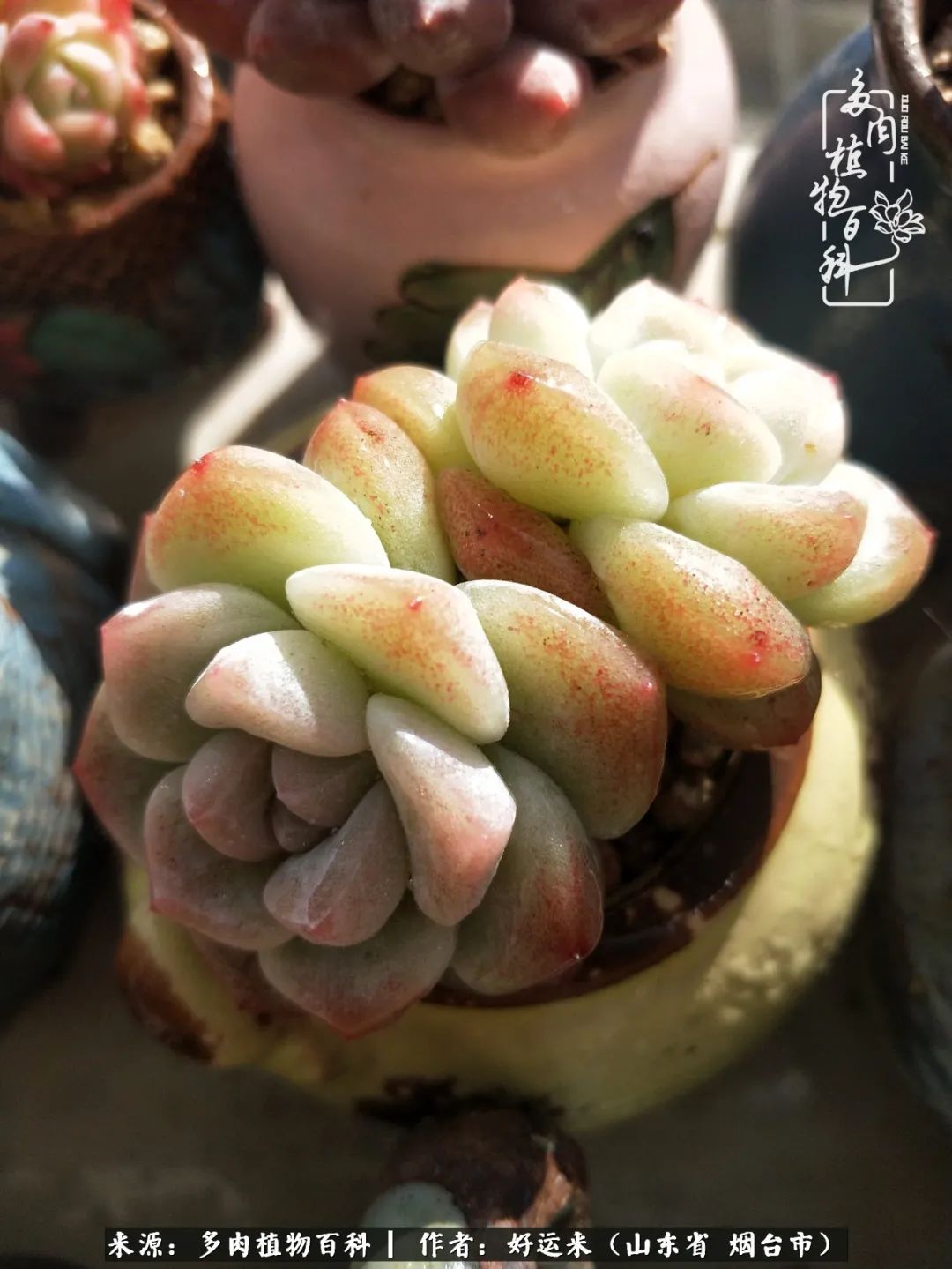 这世上怎么会有那么可爱的小可爱,这世上怎么有这么可爱的小生物