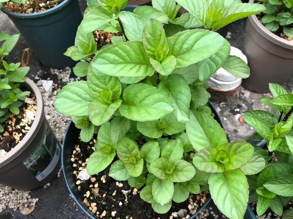 薄荷在家中养哪个品种比较好,薄荷什么品种适合养在家里