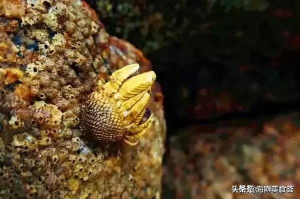 好吃又便宜的奇特海鲜,有一种很古怪的海鲜