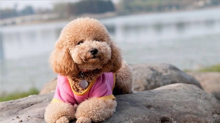 狗狗走丢了怎么样才能快速找回来,狗狗跑丢了怎么办最有效方法找回