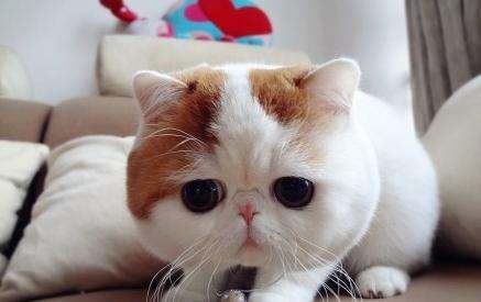 优惠券有漏洞,漏洞券和优惠券