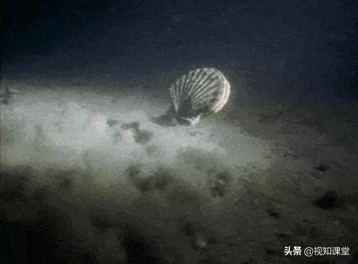 中国的白酒怎么就不能走向世界？