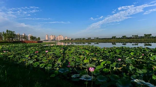 天津重点学校规划,津南区签约名校