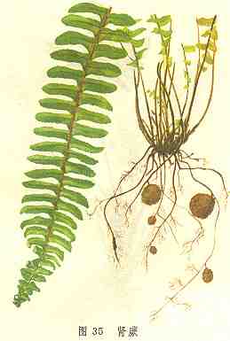 石黄皮肾蕨,野草肾蕨