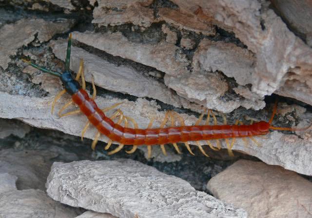 为什么大蜈蚣毒不死大公鸡,大公鸡为什么吃了蜈蚣就要啄人