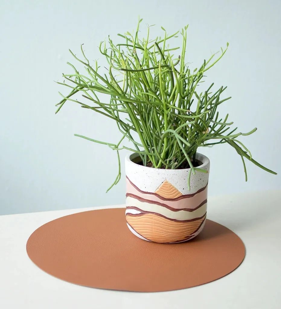 光棍树适合养家里吗,光棍树有毒还怎么养