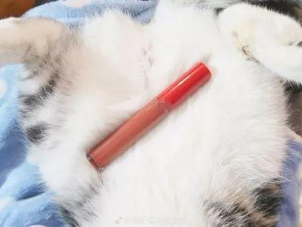 看到自家猫心情都会很好,这样的猫你会想养一只吗