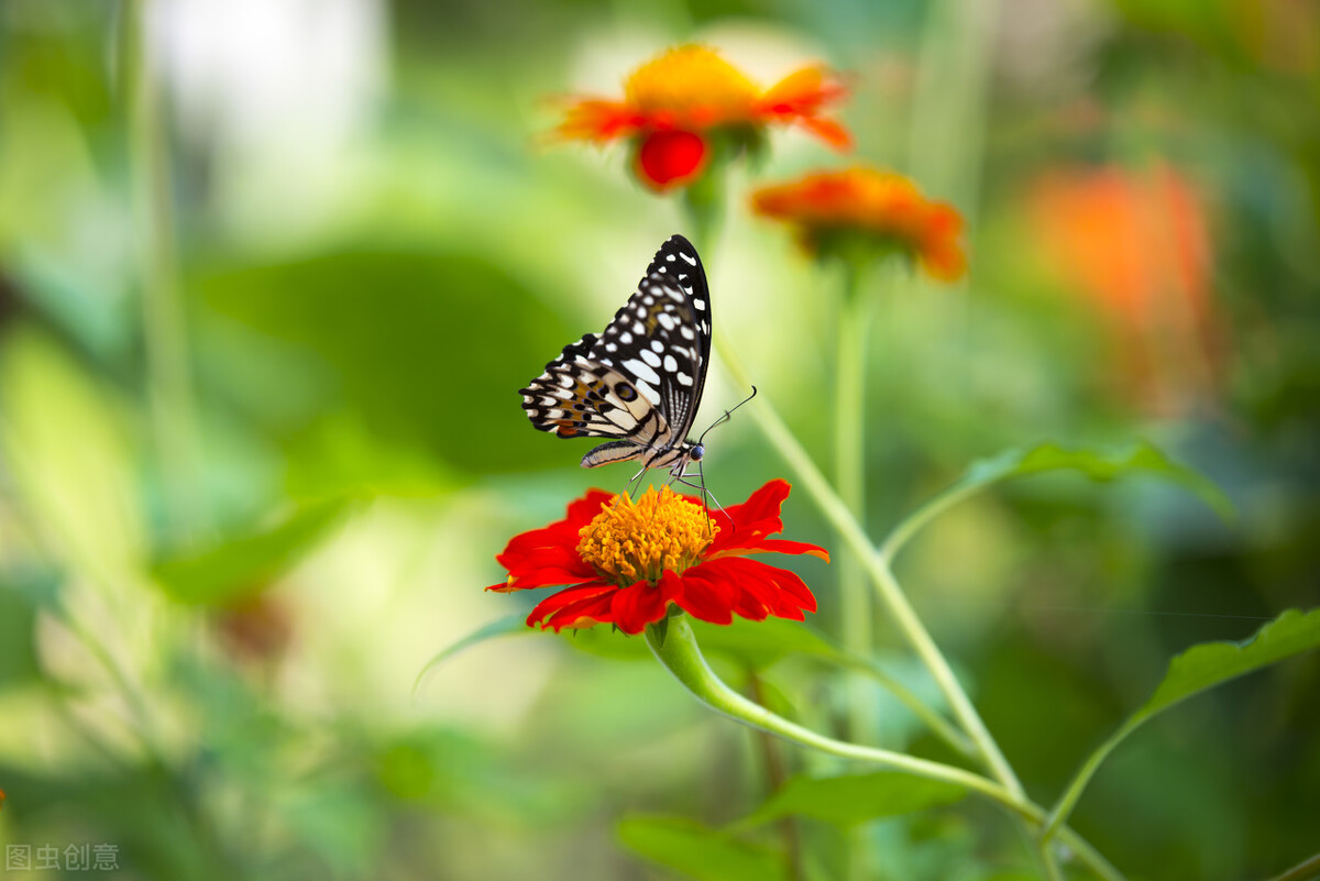 买花入门基础知识,一招教你买花不踩坑