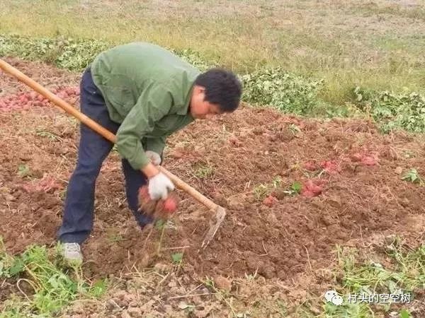 记忆中的野菜糍粑,儿时的红苕