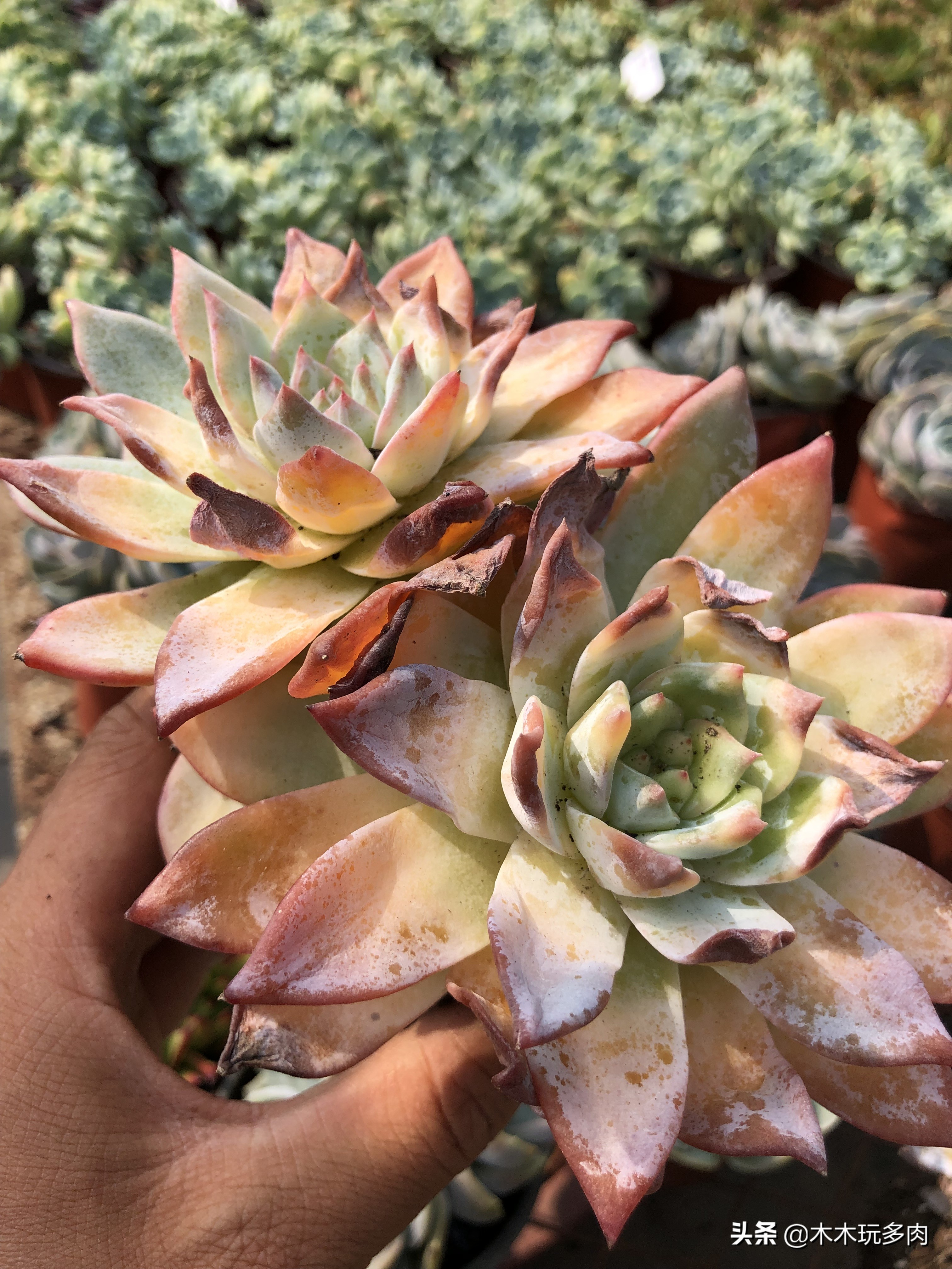 预防多肉化水用的药,多肉事故