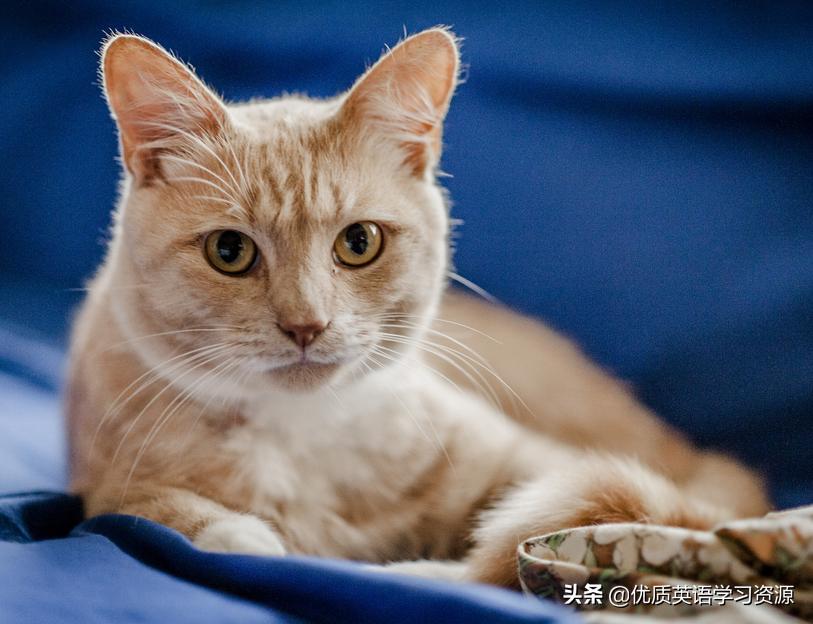 英语原版高清在线观看,英语原版阅读完整版