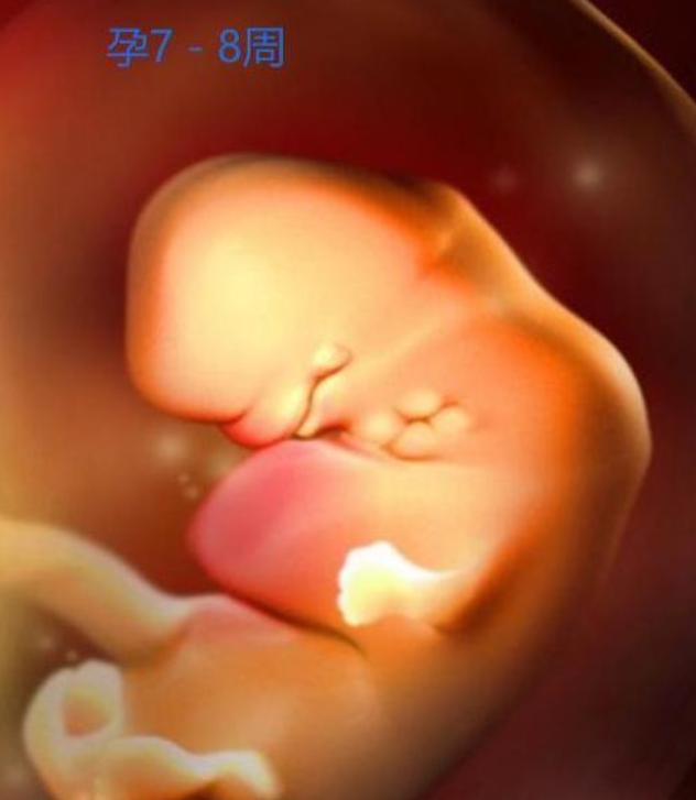 胎儿形成全过程曝光，9张高清图让你致敬母亲：母爱有多伟大