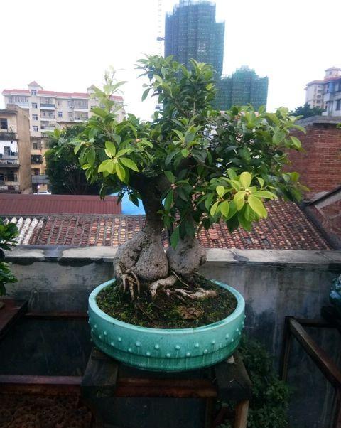 养榕树注意事项和细节描写,养榕树怎么样施肥