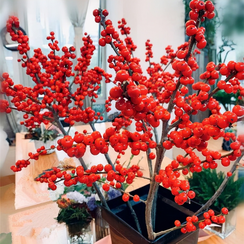 北美冬青的养护方法,北美冬青为什么来年不结果