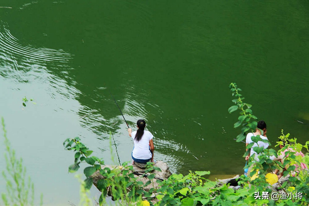 既实惠又好用的酒米窝料,麝香酒米窝料测试