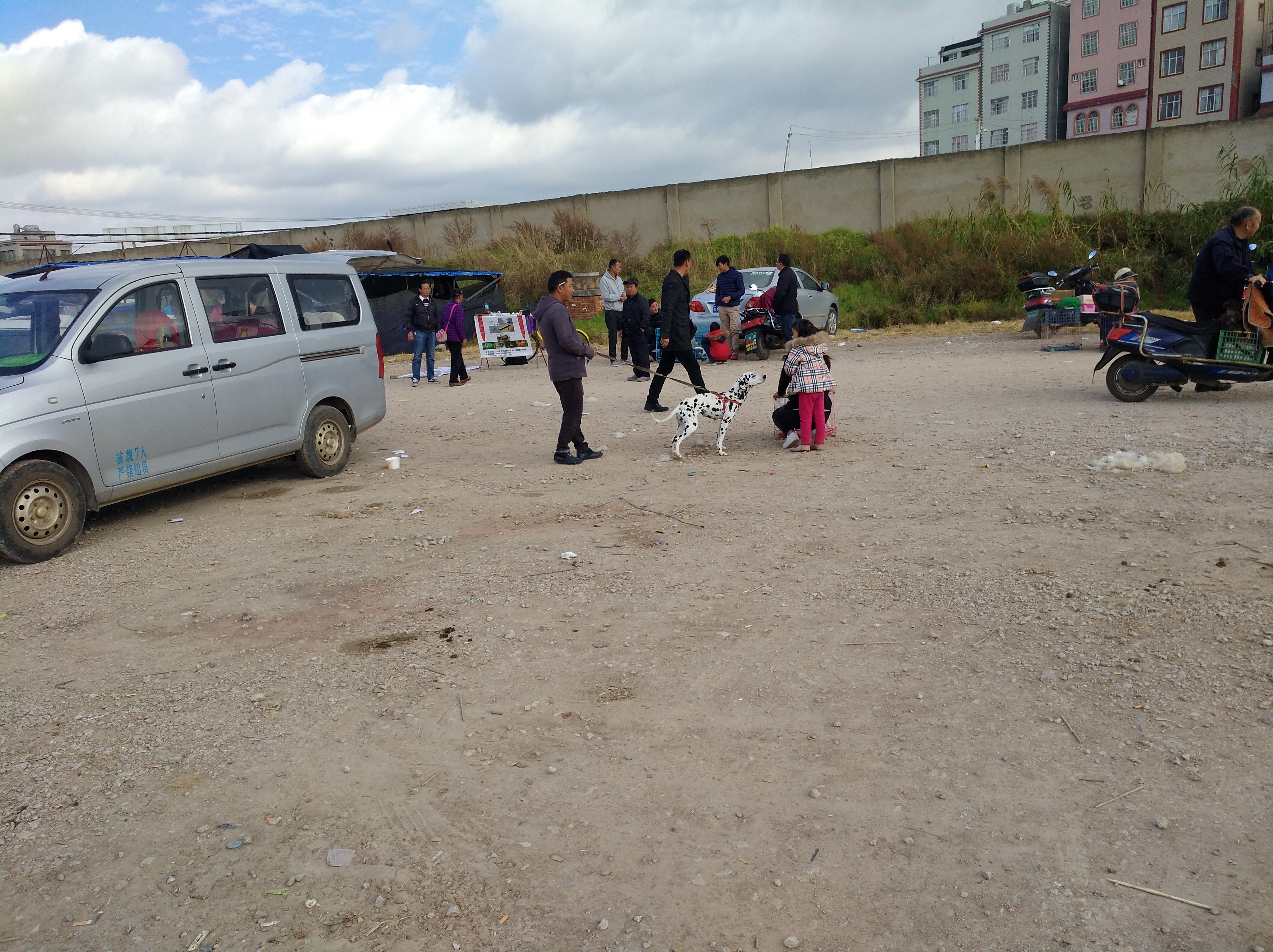 山东狗市斑点狗,小斑点狗多少钱一只