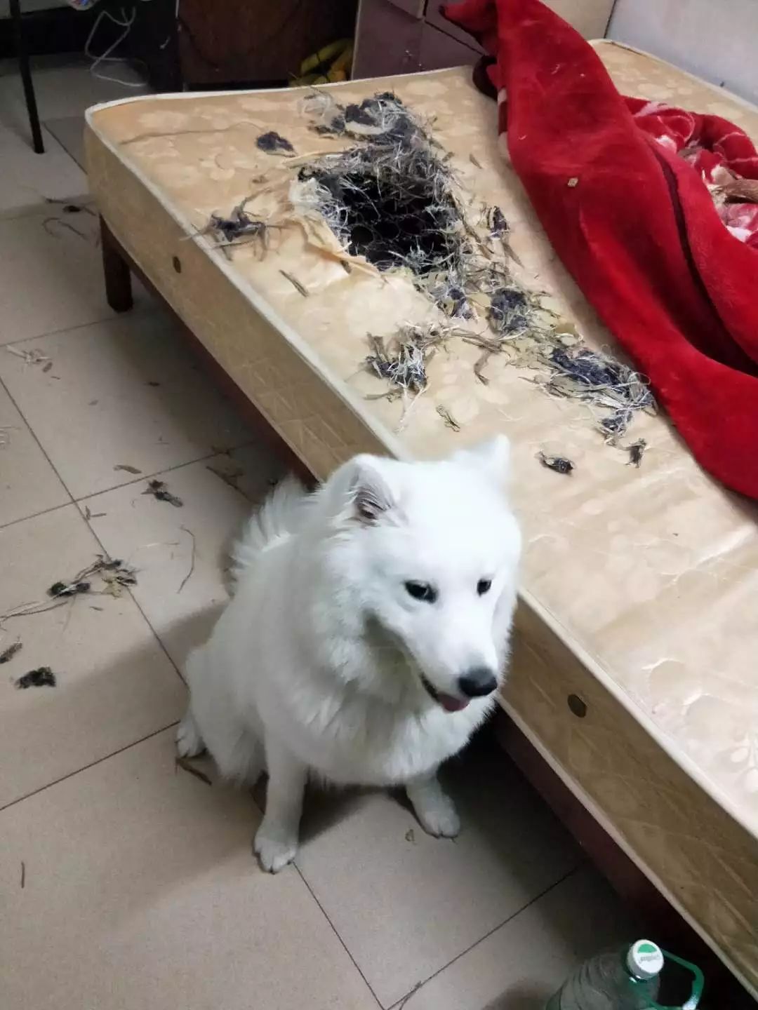 萨摩耶犬，用微笑天使的面孔，掩盖着它捣蛋魔鬼的心