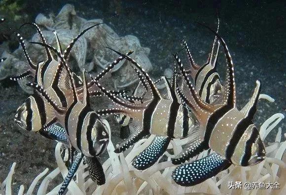 十大观赏鱼漂亮,最有价值的观赏鱼品种有哪些