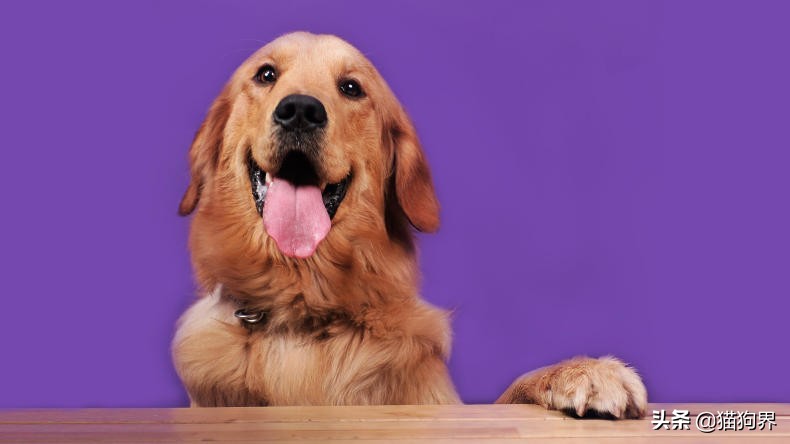 狗狗冬天室外过冬狗窝,北方冬天狗狗室外怎么过冬