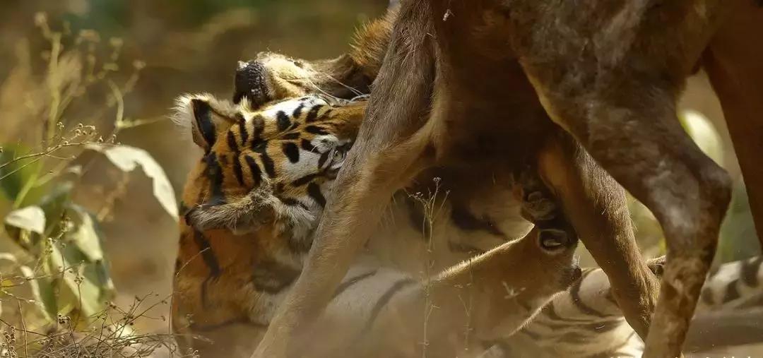 哪种犬可以单挑过老虎,能战胜狼的猛犬